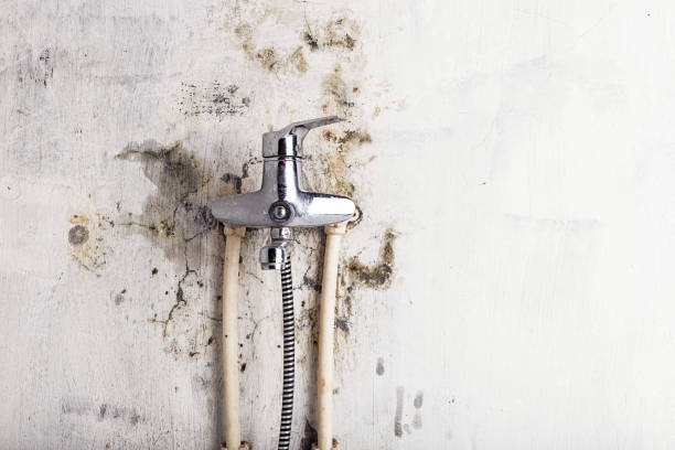 Best Emergency Mold Removal  in Piggott, AR
