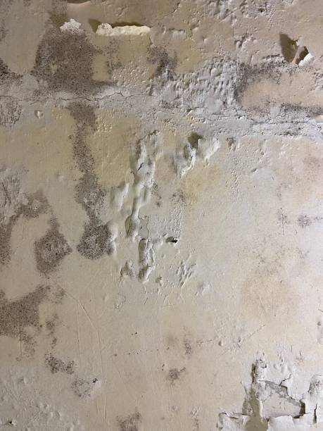 Best Fast Mold Removal  in Piggott, AR