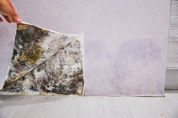 Best Home Mold Removal  in Piggott, AR